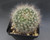 Mammillaria bocasana