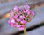 Armeria maritima