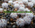 Mammillaria mystax seeds