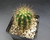 Tall green cactus with golden spines, ribbed structure, and delicate white to light pink nocturnal flowers.