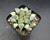 Haworthia hyb. B8-2