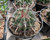 Barrel cactus with hooked spines, ribbed body, and bright yellow summer flowers.
