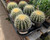 Golden Barrel Cactus with ribbed globe shape, golden spines, yellow crown flowers, desert cactus