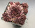 Sempervivum Blushing Garnet rosette, red-green foliage, hardy succulent, starry pink-purple flowers.