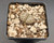 Lithops dorotheae with pale bodies, bold red markings, and bright yellow daisy-like flowers.