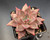 Red-tipped Echeveria agavoides ‘Red Beauty’, compact rosette, bright succulent, container plant.