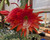 Epiphyllum Aequator orchid cactus, large red flowers, flat stems, tropical epiphytic cactus