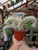 Monkey Tail Cactus with long white hairy stems and bright red flowers in hanging basket