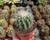 Echinocactus grusonii Albaspinus white spined barrel cactus growing in desert rock garden