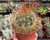 Echinopsis formosa cactus with brilliant red flowers and golden spines in rock garden