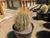 Echinopsis formosa cactus with brilliant red flowers and golden spines in rock garden