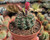Gymnocalycium baldianum cactus with brilliant red flowers growing in a container garden
