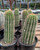 Echinopsis Hans Bircher Hybrid California Orange with enormous brilliant orange flowers on clustered green cactus stems.