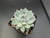 Echeveria chihuahuaensis with powdery blue-grey rosettes edged in soft pink.