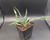 Young variegated Yucca gloriosa with green, cream-striped leaves and fine pink margins.