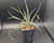 Young Yucca glauca with narrow blue-green leaves and fine pale margins.