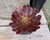 Aeonium ‘Evening Glow’ with colourful fleshy leaves forming bold ornamental succulent rosettes.