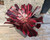 Aeonium 'Mi Ji' succulent featuring deep burgundy rosettes with vivid crimson-red margins and pink centres.