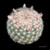 Mammillaria candida Snowball Cactus with dense white spines and delicate pink flowers.