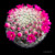 Mammillaria laui dasyacantha cactus with fine white spines and delicate pink flowers.