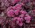 Sedum Firecracker red succulent groundcover with burgundy foliage and pink flowers drought tolerant perennial