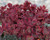 Sedum Wildfire variegated succulent with red edged leaves hardy groundcover drought tolerant perennial
