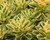 Sedum Atlantis variegated succulent groundcover with yellow green foliage hardy drought tolerant perennial