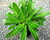 Compact rosette plant with scalloped green leaves and airy white fall flowers, rock garden favorite.