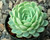 Echeveria elegans rosette with pale blue-green leaves, powdery texture, and pink-yellow flowers on tall stems.