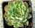 Rosette of Echeveria pulidonis with red-edged blue-green leaves and yellow-orange spring flowers.