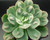 Blue-green Echeveria 'Rain Drops' succulent with raised water droplet-like bumps on each leaf.