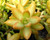 Sedum nussbaumerianum (2 cuttings)