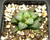 Haworthia hyb 'Black Bear' N236-A