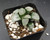 Haworthia groenewaldii succulent with translucent windowed leaves growing in mineral soil