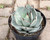 Agave parryi trucata 8"