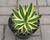 Agave lophantha Quadricolor with variegated green yellow red-edged leaves forming compact rosette.
