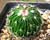 Small globular cactus with wavy ribs, radial spines, and pale pink flowers with purple mid lines. Rare cacti.