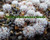 Ferocactus horridus seed