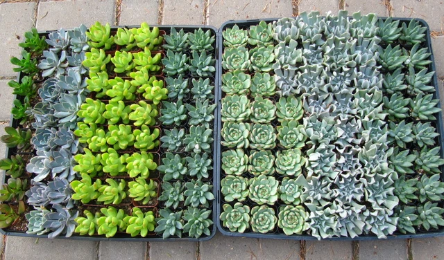 Valley Succulents photo 5