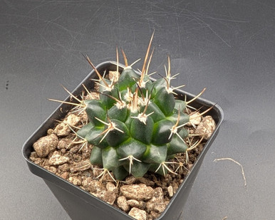 Mammallaria centrirrha