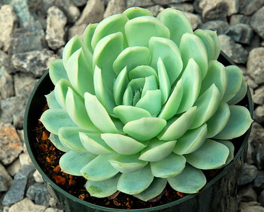トップス echeveria Echeveria_elegans__90000.