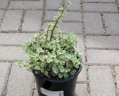 特大　Portulacaria afra variegata 鉢のまま発送 Portulacaria afra f .variegata 6
