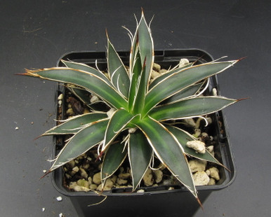 最新入荷】 Agave parryi parryi Lucky Stripe 69 植物/観葉植物