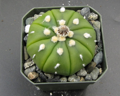 その他 OZWRT Spirit of Astrophytum OZWRT Spirit of Astrophytum