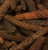 Långpeppar - Piper longum - Producerat utan gödnings- eller bekämpningsmedel