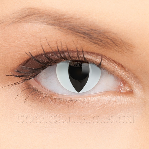 White Cat Contact Lenses shown on an eye