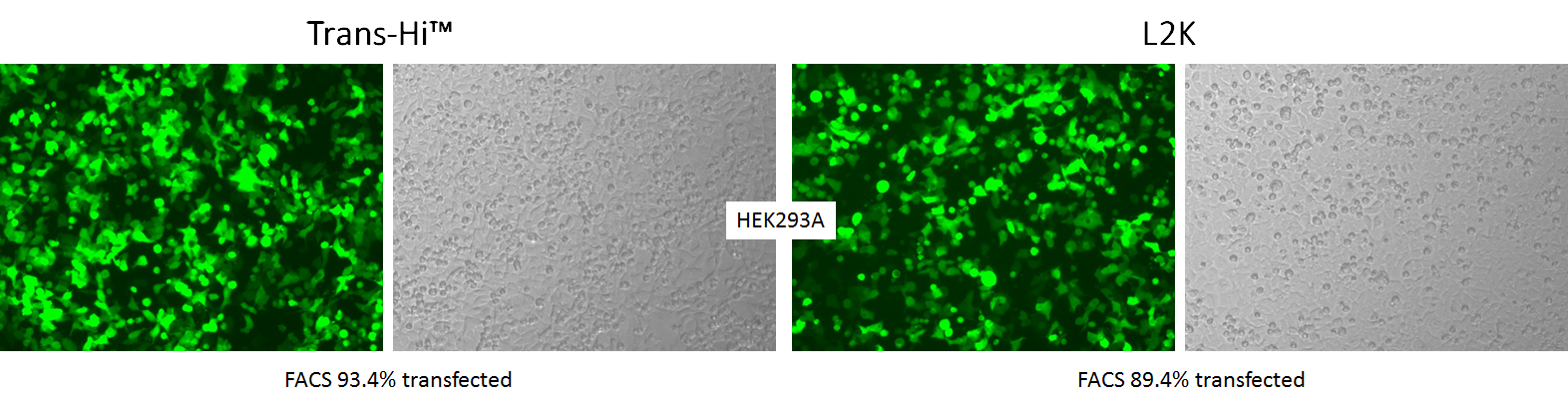 hek293a-042116.png