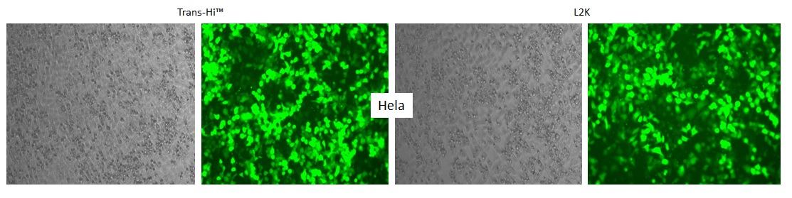 hela-042916c.jpg
