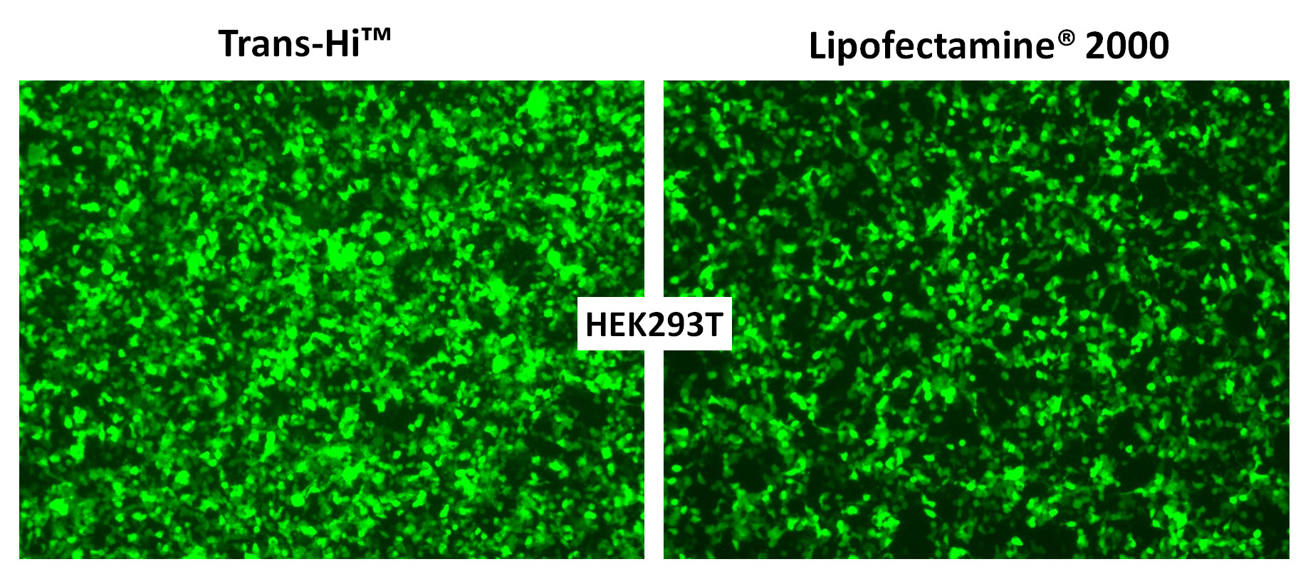 trans-hi-lipofectamine-compare.jpg