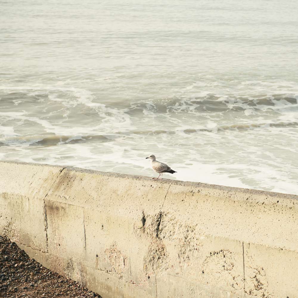 Seagull on Hove Beach